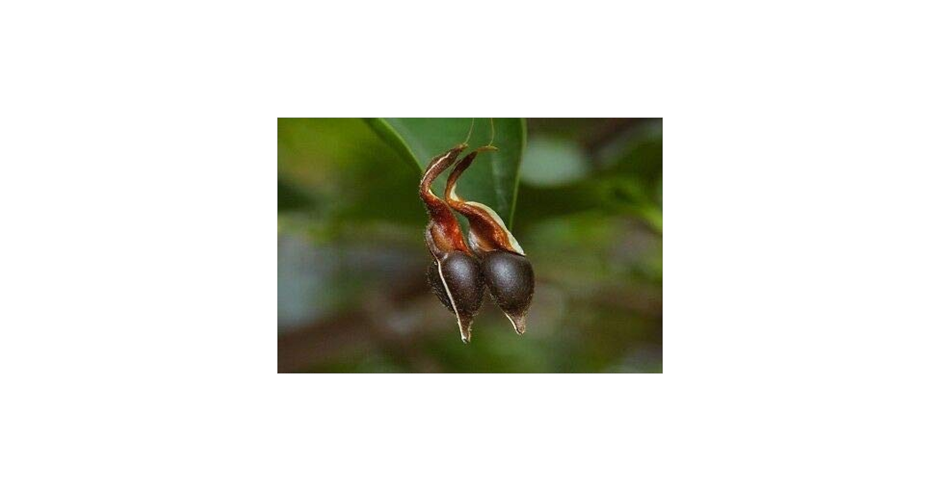 Amazon.co.jp: ジンコウ（沈水香木、アクイラリア・シネンシス）の種