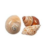 Hermit Crab Shells | Turbo Shells | 3 Polished Turbo Shells 1'-3' (Brown Land Snail, Moon, Babylonia Turbos) | Plus Free Nautical eBook by Joseph Rains