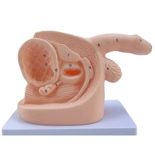 Modèle de cathéter pour perfectionner les compétences cliniques - 2