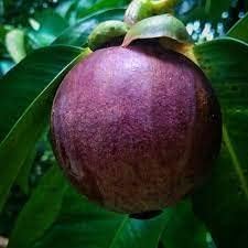 Image of Tropical Tasty inchKerala Purple Mangosteen inch Fruit Pack of 1 seedling Healthy Live plant for Home Garden.