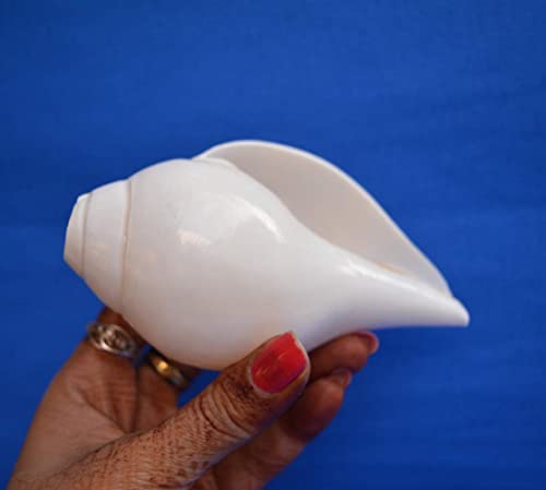 Original Blowing Shankh (Vamavarti Bajnewala) - Conch Shell - Loud & Big Vamavarti Blowing Shankh (White) ~ Shankha Conch Shells For Lung Strength/Immunity Puja Ritual Plain Pooja Shankh (5" Inch) #TOP4