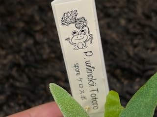Amazon｜frog_yamato【willinckii yellow moon dwarf 】YMDS イエロー