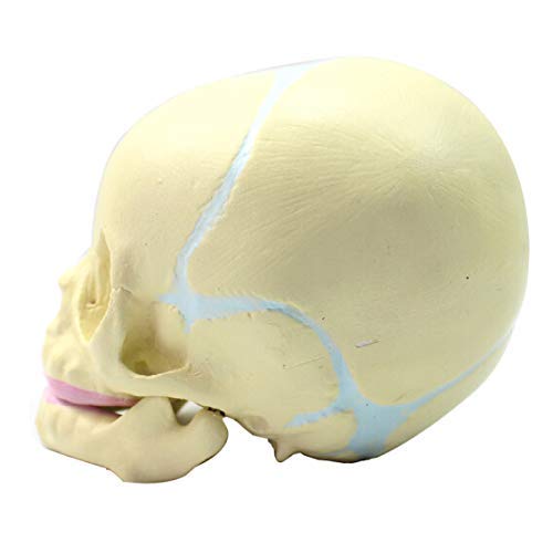 Anatomia szkielet modele ludzki płód medyczny dziecko anatomiczny model czaszki 30 tygodni nauczanie szkielet nauki medyczne materiały dydaktyczne