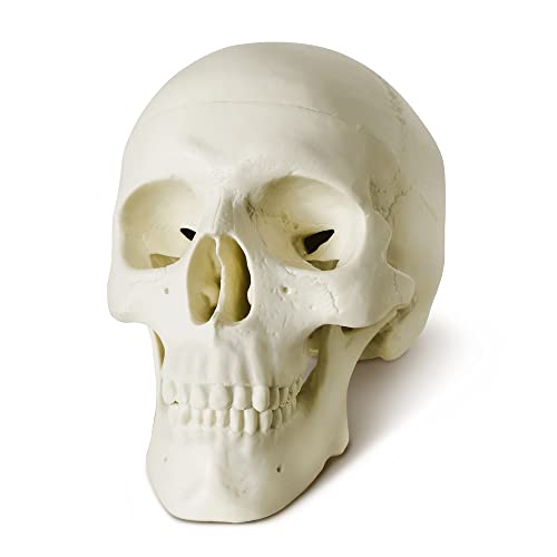 Image of NEW HORIZON Mini Human Skull Model, 6 Part Anatomical Skull is 3.5 inch Tall, with Removable Skull Cap and Moving Jaw, Includes Full Set of Teeth, (6set) Fun Halloween Decorations