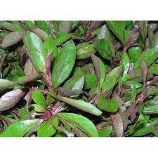 Ponnanganni Cheera-VENUS-ONLINE Ponnanganni Cheera, Dwarf Copperleaf Spinach Two Healty Live Plant for kitchen Garden in poly cover (B0CHCGRK3L) Amazon Price History, Amazon Price Tracker
