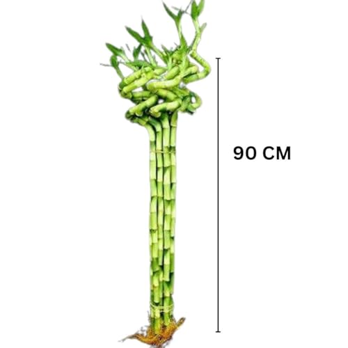 Image of Pot's & Plant's Spiral Lucky Bamboo Live Plant 90cm Dancing Sticks | Indoor Air-Purifying Plant for Home & Office Decor | Feng Shui & Vastu Good Luck Plant with Growth Booster (25 Stalks,1 Bundle))