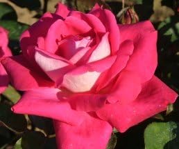Apuldram Roses"Charlies Rose" - Hybrid Tea Bush Rose (Potted)