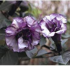 See full amazon price history chart for Kala dhatura plant without pot || plant for kala Dhatura without pot (pack of 1) Kala dhatura plant without pot || plant for kala Dhatura without pot (pack of 1) (B0CXN7X6S1) Amazon Price History, Amazon Price Tracker