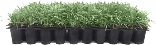 Dwarf Mondo Grass | 40 Live Plants | Japonicus Nanus | Shade Loving Evergreen Lilyturf Groundcover