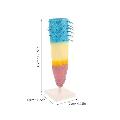 Structure racinaire détaillée de maïs Amosfun pour expériences scientifiques - 2