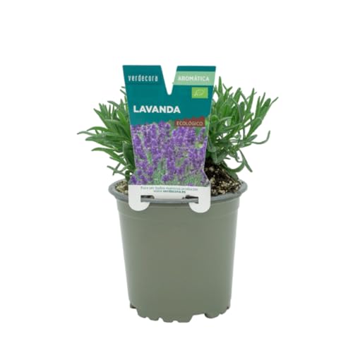 Verdecora Lavanda en maceta Ø11cm | Lavandula spp. | Planta de Interior y Exterior | Flores Aromáticas y Calmantes | Ideal para Jardinería y Decoración