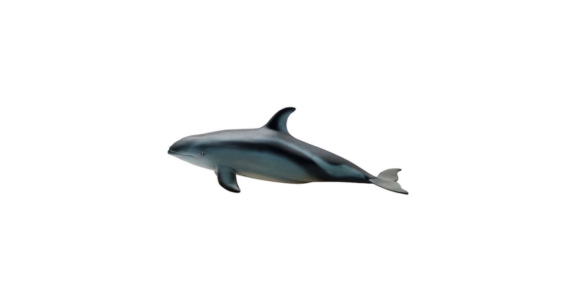 Amazon.com: Pacific White Sided Dolphin Marine Life Toy