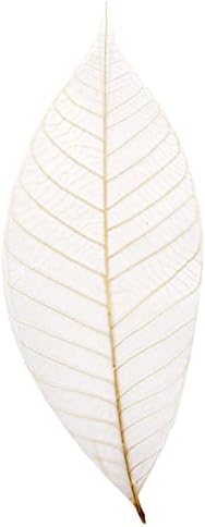CoolPrice Skeleton Natural Dried Rubber Leaves Artificial Leaves Craft Card Scrapbook Diy Handmade Embellishment For Decoration Art 100 Pcs. image 4