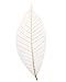 CoolPrice Skeleton Natural Dried Rubber Leaves Artificial Leaves Craft Card Scrapbook Diy Handmade Embellishment For Decoration Art 100 Pcs.