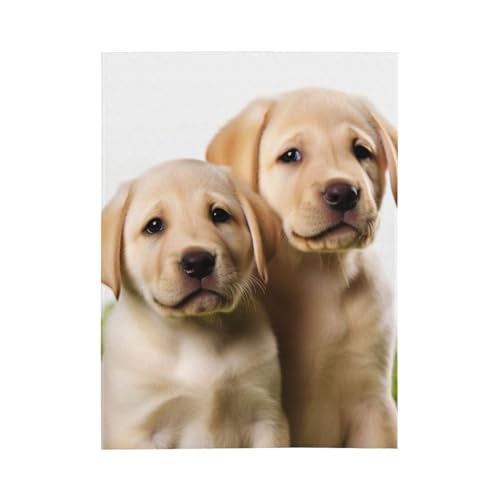 Couverture pour climatisation chiot labrador fini les frissons de nuit