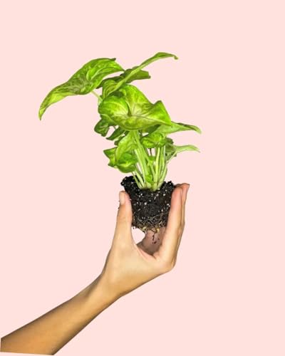 Syngonium Golden | Mini Plantas Naturales Interior | Pur Plant