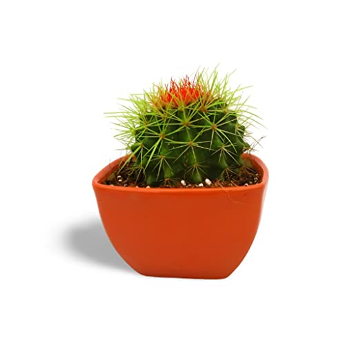 Image of OhhSome Cactus Plant Indoor - |House|Indoor|Bedroom|Table|Living Room|Office Decoration Gift Painted Non-Grafted Green Cactus, 10 Cm Pot Plants For Kids (Air Purifier Healthy Live Plant)