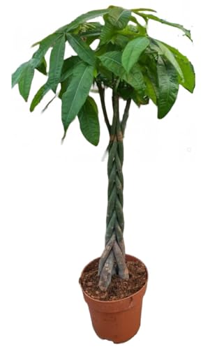Pachira Aquatica XXL - Glückskastanie, Wunderbaum, Geldbaum geflochtener...