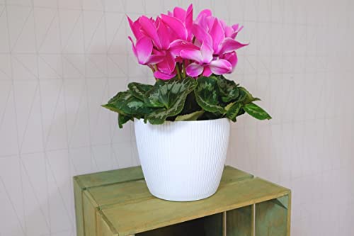 Home Garden Ornaments Decorative Small Plant Pots Indoor - Striped Indoor Plant Pot for Home and Garden (Diameter 13.5cm, White) - Image 4