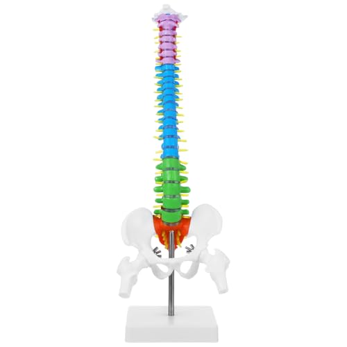 Image of Scientific Mini Colorful Spine Model, 17.7 Inches Flexible Human Spine Model with Base, Anatomy Education Spine Model, Vertebral Column Model with Spinal Nerves Pelvis Femur for Teaching Demonstrating