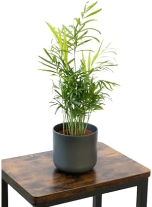 Living Room Palm Tree - Chamaedorea Elegans Viva - Natural Indoor...