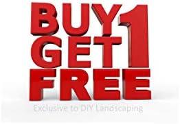 Tecoma stans 20 Seeds Yellow Bells Tropical Seeds Small Evergreen Stunning Flower Potted or Outdoor Standard A Perfect Tropical Look