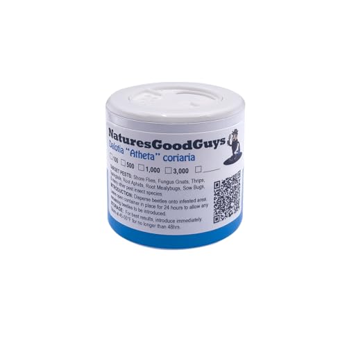 Dalotia (Atheta) coriaria - Rove Beetle - 100 Insects per Unit