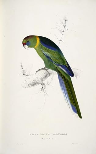 Affiche Barnardius Zonarius Edward Lear | Rompre la monotonie du bureau