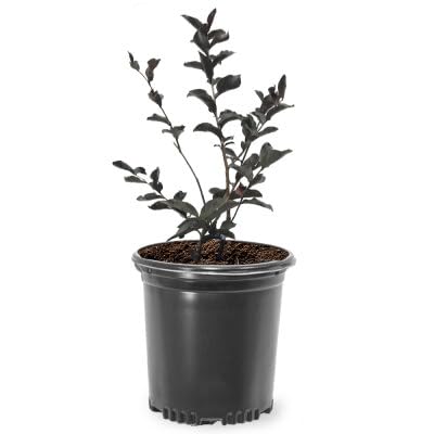 Crimson Red Black Diamond Crape Myrtle 1 Gallon