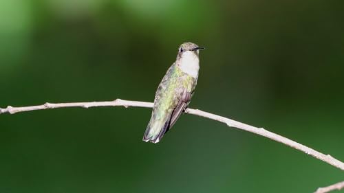 Episode 2 | What is Gardening For Wildlife? Podcast Por  arte de portada