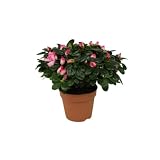Presenta flores en temporada. Flor de Azalea Planta Natural La Magia y la Elegancia de la Naturaleza en una Flor