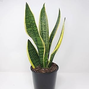 Greenursery Sansevieria Live Indoor Plant For Home and Garden with Pot (Pack of 1) (Laurentii) 1