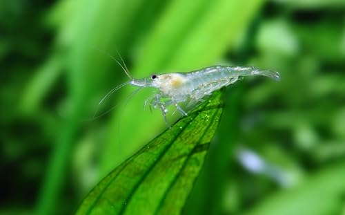 Image of Swimming Creatures Freshwater Aquarium Shrimp - A Perfect Combo to Brighten Your Aquarium! (10, Premium Amano Snow)