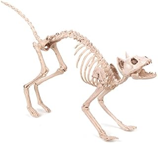 Cat Skeleton Prop
