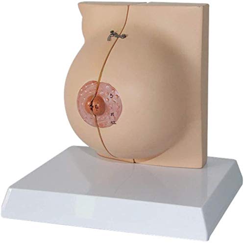 Seins Féminins Modèle Anatomique Seins en Modèle De Structure Modèle Gynécologique Matériel D'Enseignement Médical