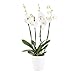 Weiße Orchidee, Topfgröße 12 cm, blühende Zimmerpflanze, Phalaenopsis mit vier Rispen, Höhe circa 60 cm, Orchideenversand, echte Orchidee
