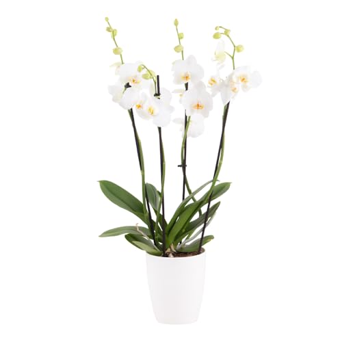 Weiße Orchidee, Topfgröße 12 cm, blühende Zimmerpflanze, Phalaenopsis mit vier Rispen, Höhe circa 60 cm, Orchideenversand, echte Orchidee