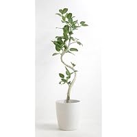Amazon｜AONOKI ベンガレンシス 曲がり 8号 フィカス 120cm〜140cm