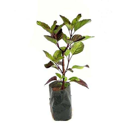 Image of Organic Tulsi Live Plant in Black Plastic Pot Holy Basil Ayurvedic Medicinal Herb Sacred Home Garden Air Purifying Religious Plant