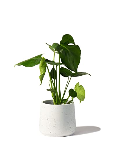 Swiss Cheese Plant Monstera deliciosa in 17cm Pot. 60cm Tall Approx.