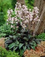 Penstemon Digitalis Huskers Red Hardy Perennial Flowering Plant in 9cm Pot