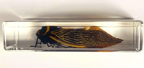 Image of 4.3 inch Real Giant Coconut Cicada in Crystal Clear Lucite Resin Paperweight Specimen Preserved Angamiana Floridula Taxidermy Collection for Biology Science Education & Desk Ornament Display Supplies