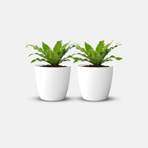 Image of YUCCABE ITALIA SHERA Stella 4 Inch Plastic Plant Pot for Home Decor Indoor Plant Pots for Living Room Plastic Flower Pot for Garden (White, 4 INCH - 2 Pcs)