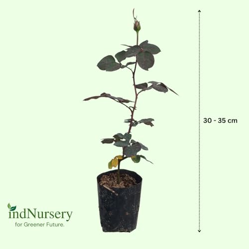 Image of IndNursery Rose Plant Variety Combo Pack of 4 Live All Season Flowering Plants in Grow Bags for Home and Office Garden
