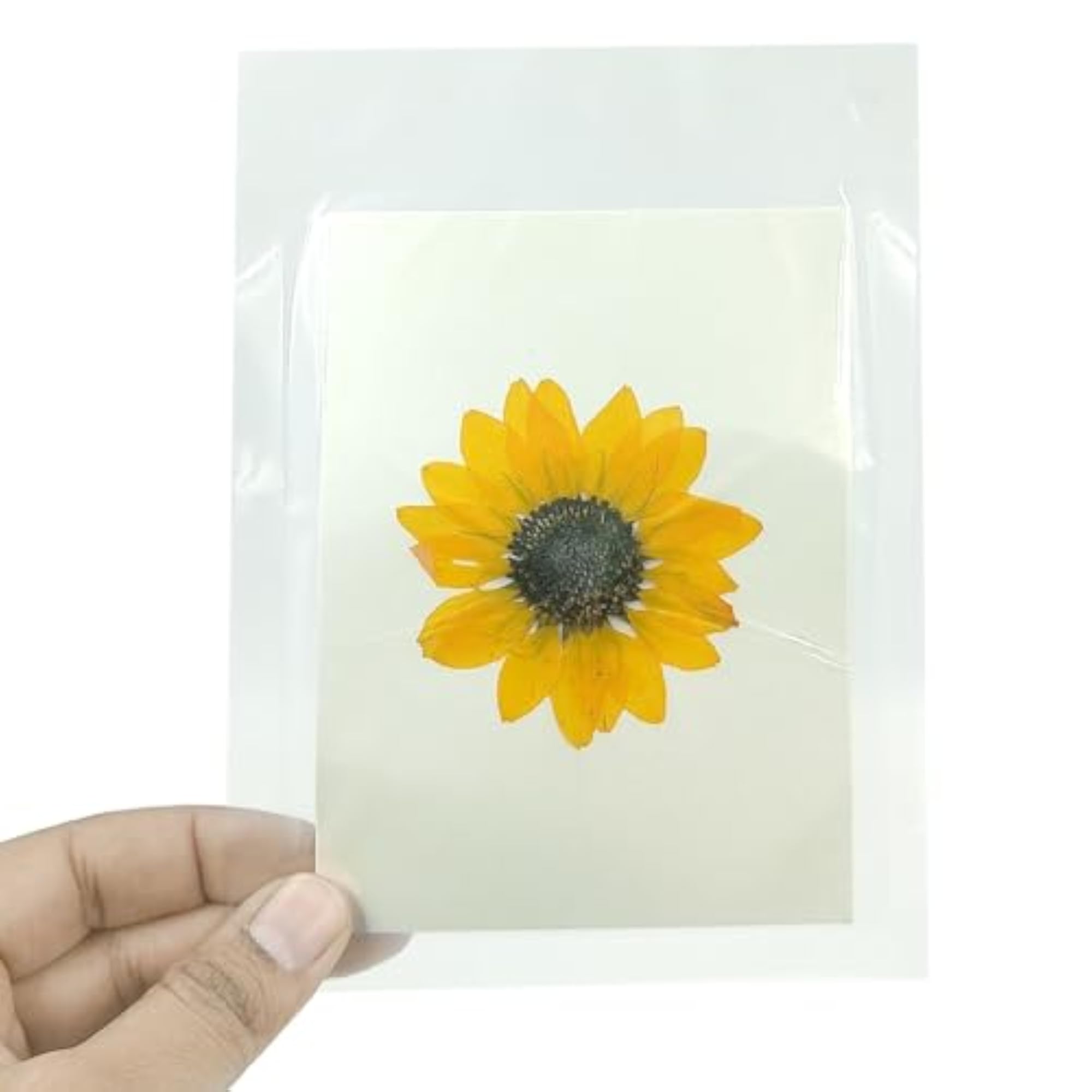 Natural Real Dried & Pressed Flowers Sheets for Art Craft, Mixed, Multicolor