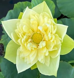 Image of vERY Beautiful All Season Drop Blood Red+YellowWater Lotus(Pack Of-2) /Water Kamal /Water Lily Plant (TUBER) Original Hybrid Veriety Blloming With In 30 Days For Outdoor & Indoor Live Plant.