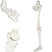 YZ-YUAN Assemblaggio Modello di Scheletro per arto Inferiore Bundle Scheletro Gamba Umana, Modello anatomico con Tutte Le Ossa delle Gambe, articolazione dell'anca Rimovibile e Piede Completamente a