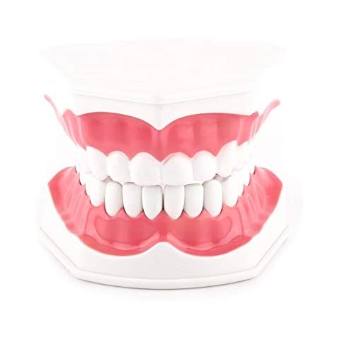 Modelo Dental Akozon 28 Dientes Cover
