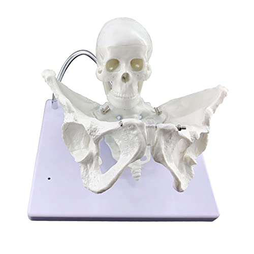 LBYLYH Modelo De Estructura Pélvica De Tamaño Real 1:1 con Cráneo Fetal, Pelvis, Modelo De Lechuga, Cabeza De Bebé, Pelvis Femenina, Modelos De Enseñanza De Obstetricia Cover