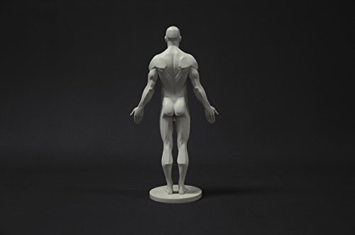 Image of Male Anatomy Figure Collection: Planar, Ecorche and Skin - Anatomical Reference for Artists